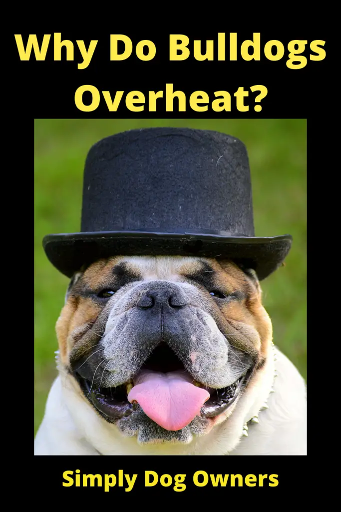 Why Do Bulldogs Overheat? 3