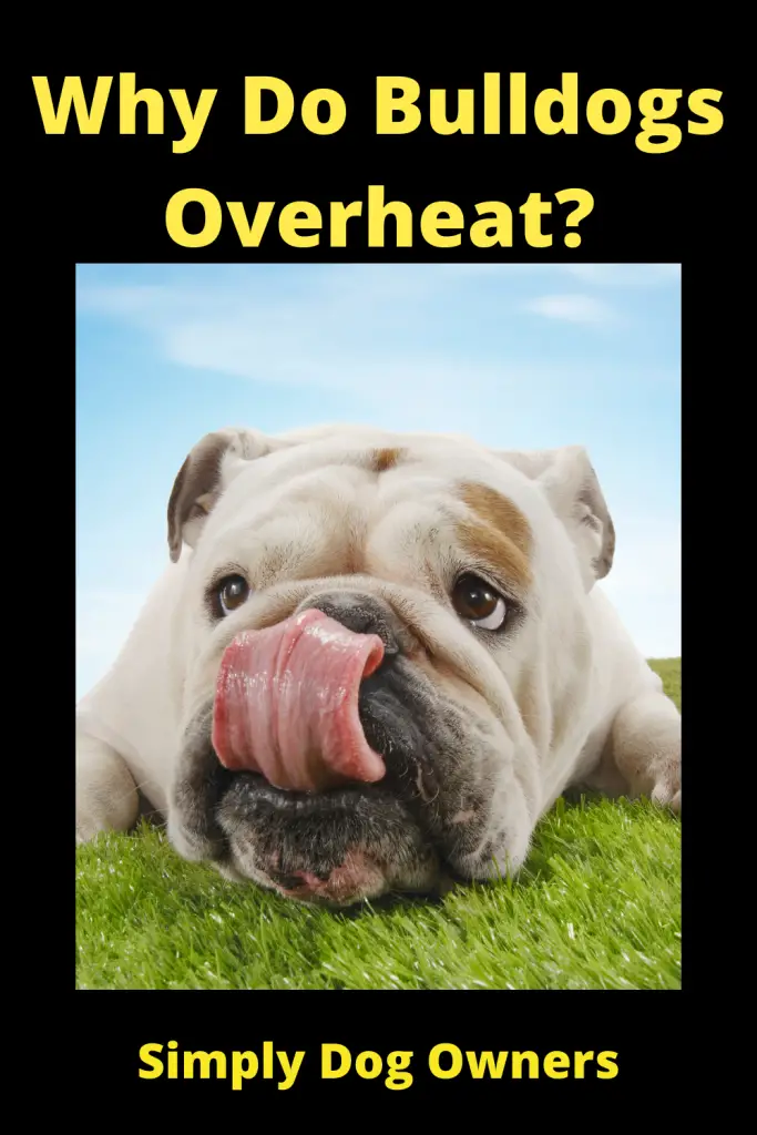 Why Do Bulldogs Overheat? 4