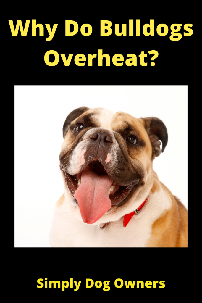 Why Do Bulldogs Overheat? 1