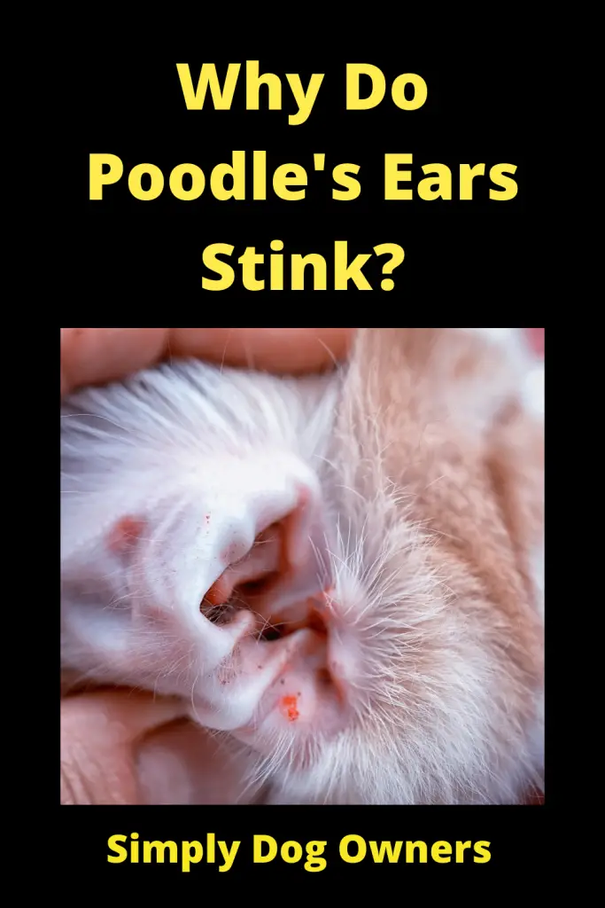 Why Do Poodle's Ears Stink? 2