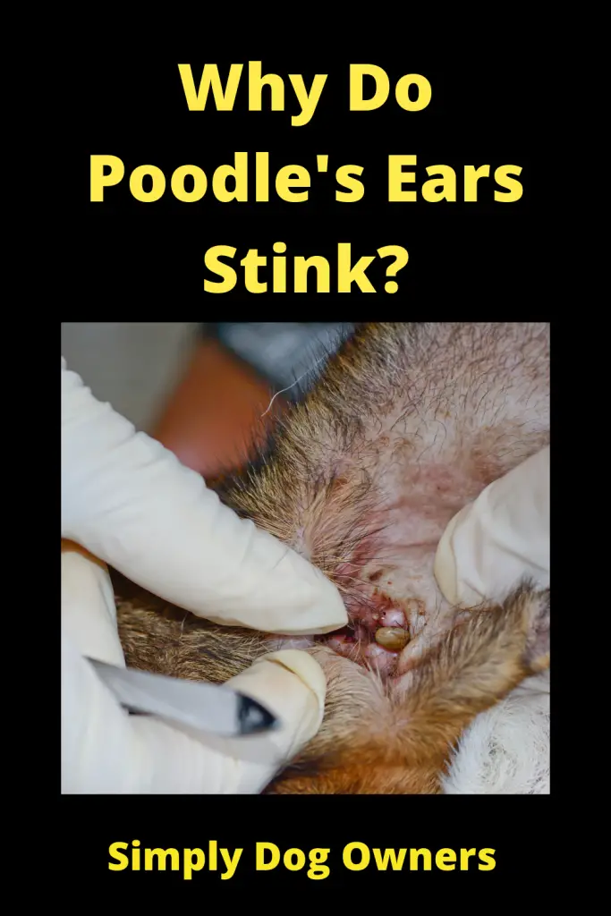 Why Do Poodle's Ears Stink? 3