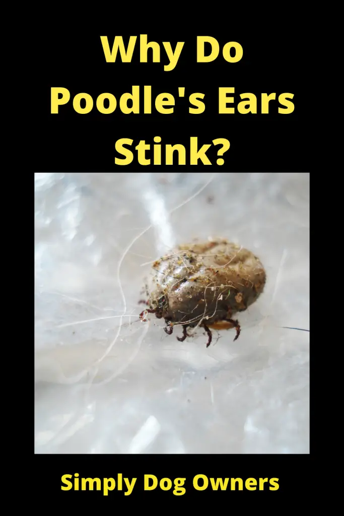 Why Do Poodle's Ears Stink? 4