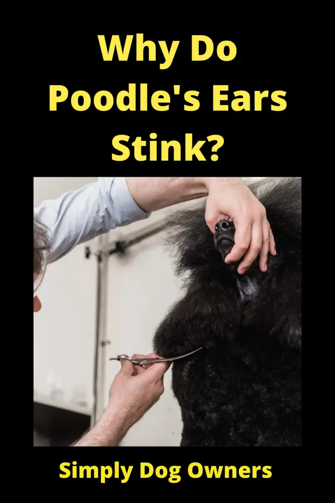 Why Do Poodle's Ears Stink? 1
