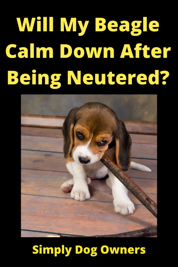 Will My Beagle Calm Down After Being Neutered? 4