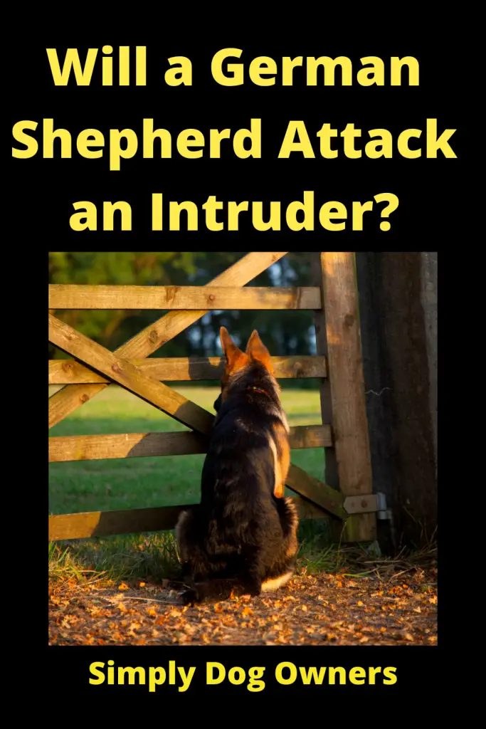 Will a German Shepherd Attack an Intruder? 2