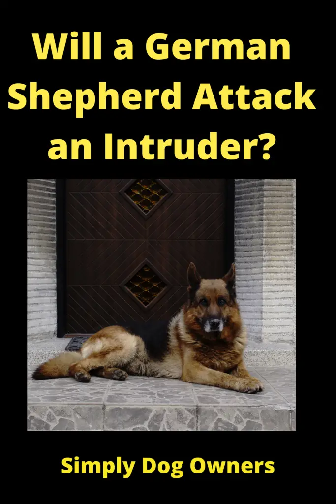 Will a German Shepherd Attack an Intruder? 3