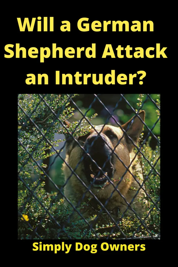 Will a German Shepherd Attack an Intruder? 4