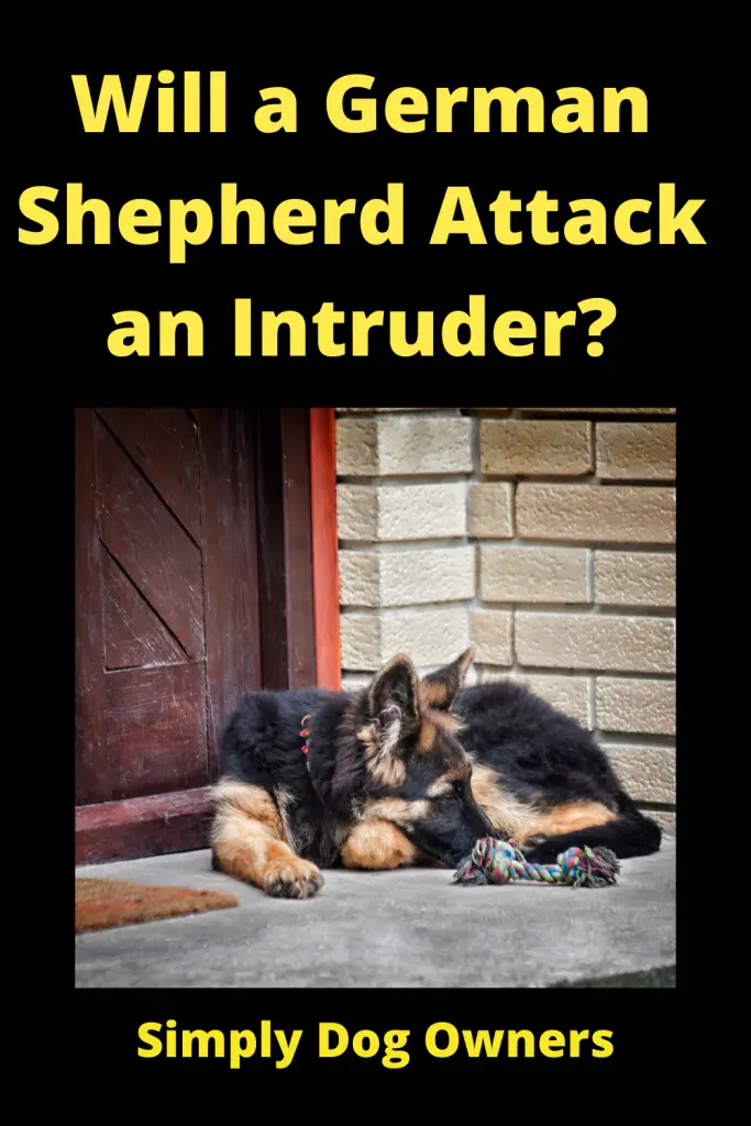Will a German Shepherd Attack an Intruder? 5