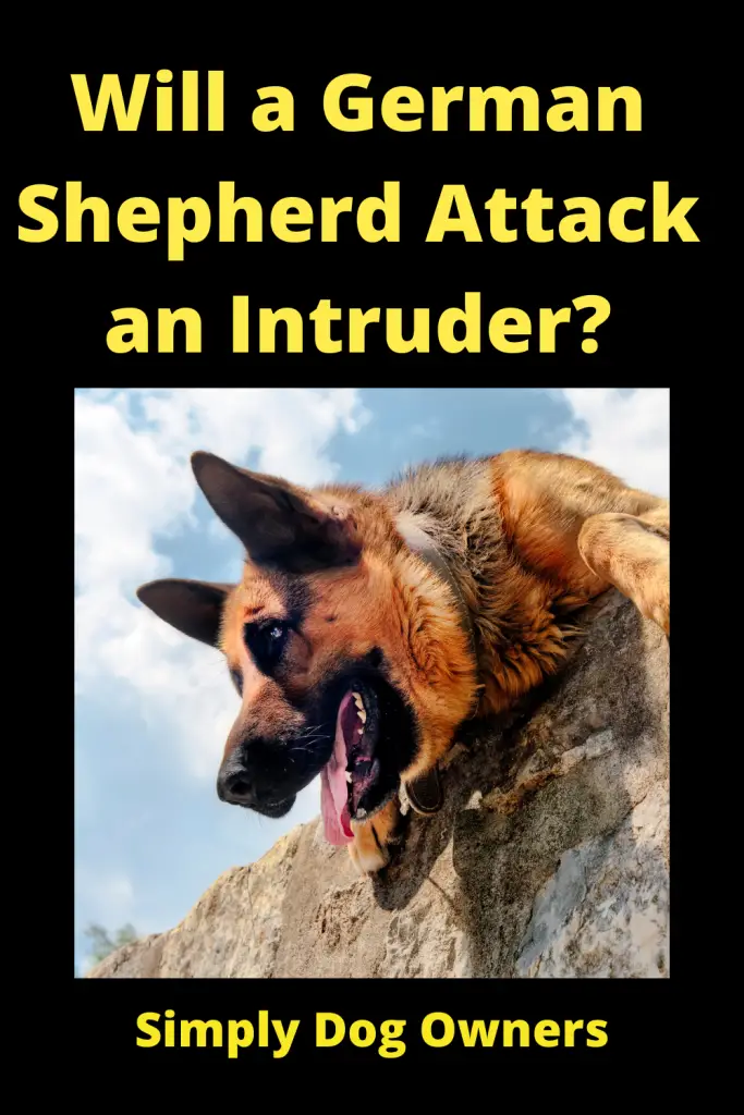Will a German Shepherd Attack an Intruder? 1