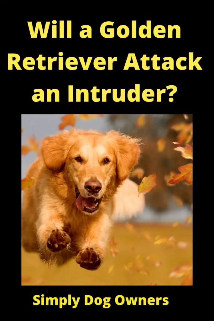 Will a Golden Retriever Attack an Intruder? 2