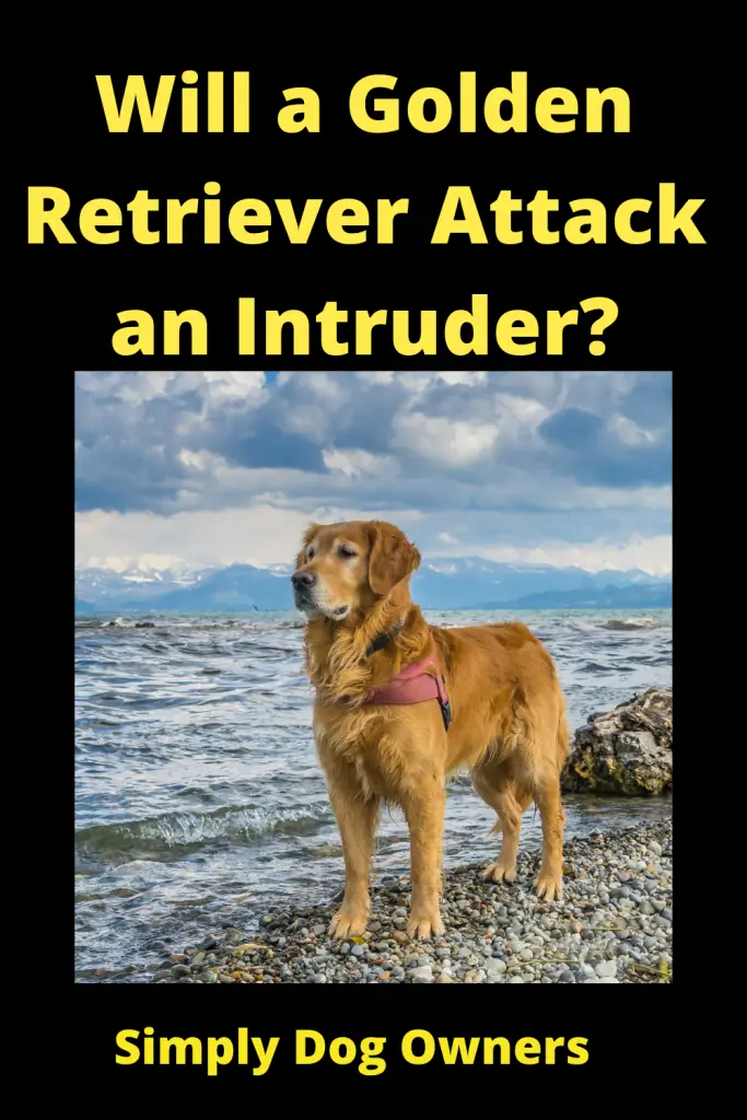 Will a Golden Retriever Attack an Intruder? 3