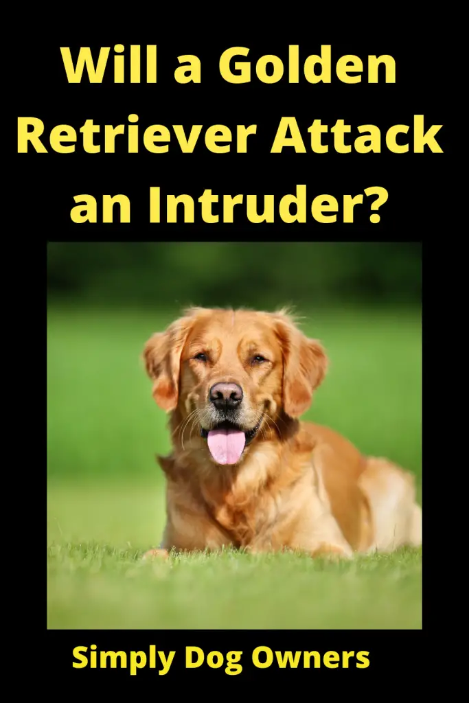 Will a Golden Retriever Attack an Intruder? 4