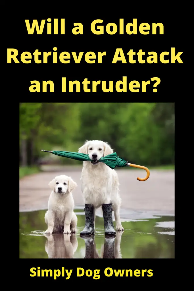 Will a Golden Retriever Attack an Intruder? 5