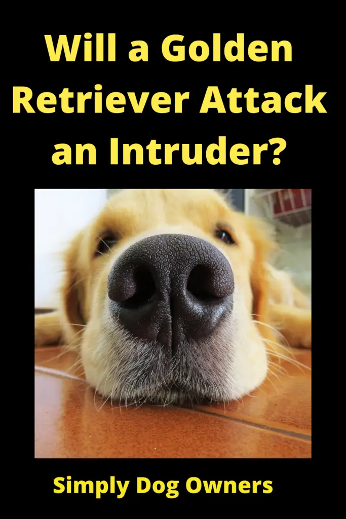 Will a Golden Retriever Attack an Intruder? 1