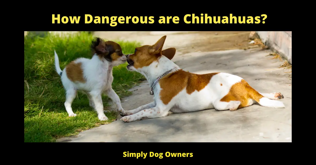 How Dangerous are Chihuahuas?