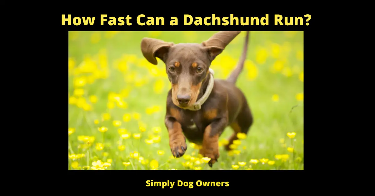 How Fast Can a Dachshund Run_
