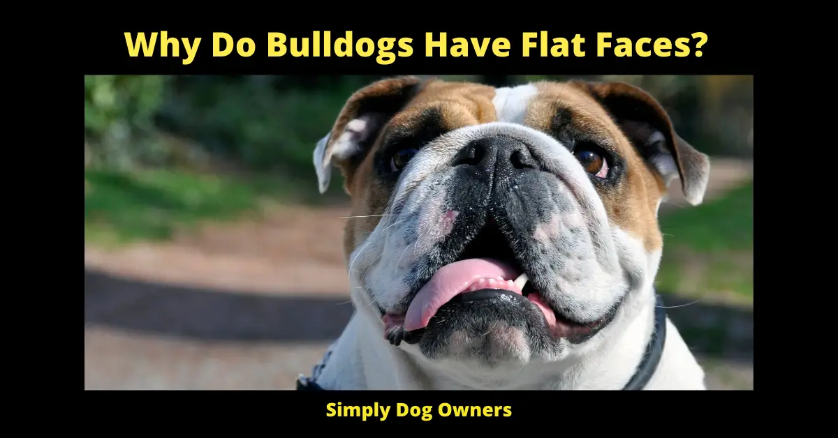 Why Do Bulldogs Have Flat Faces?