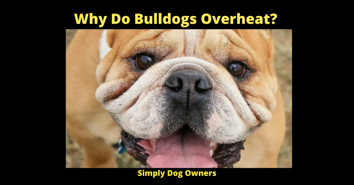 Why Do Bulldogs Overheat_