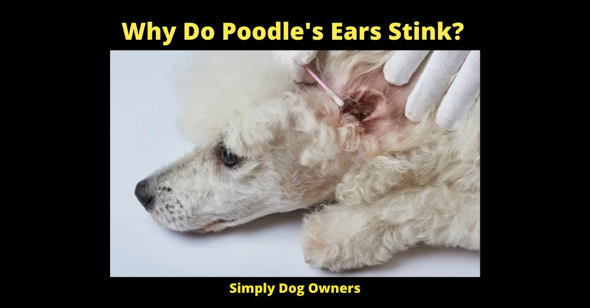 Why Do Poodle's Ears Stink?