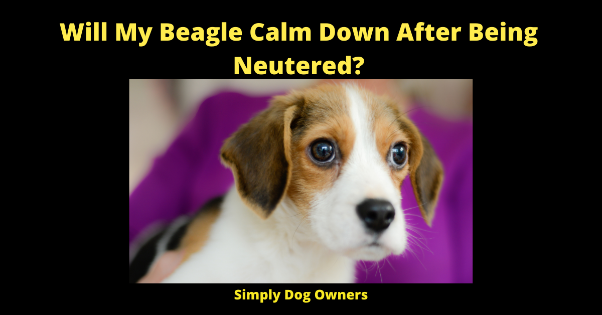Will My Beagle Calm Down After Being Neutered?