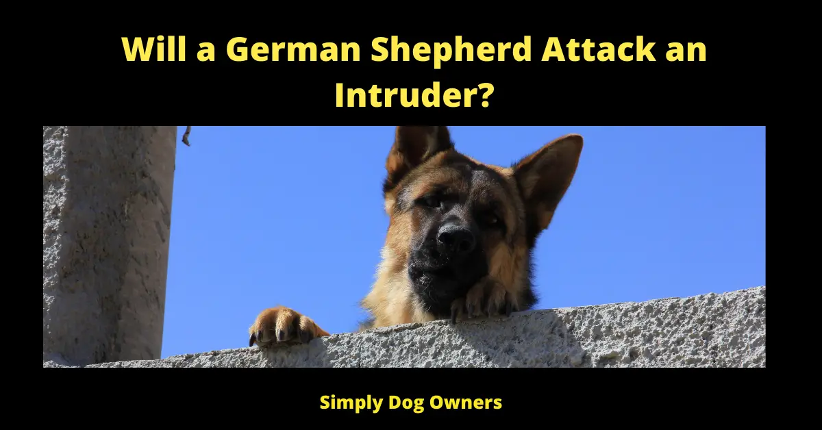 Will a German Shepherd Attack an Intruder?