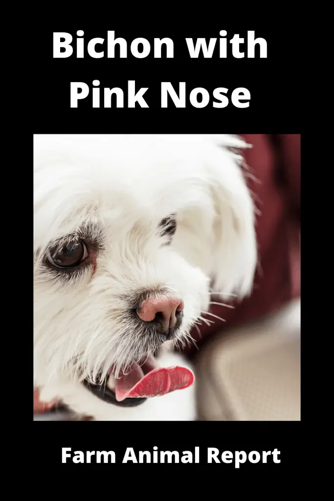 Bichon with Pink Nose - Pigment Loss 2