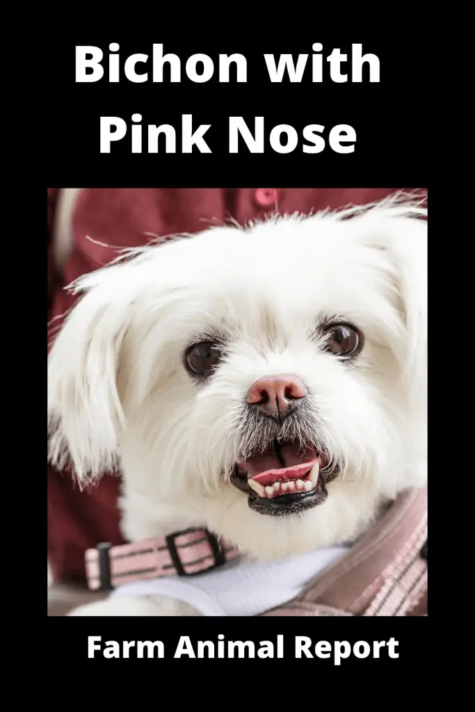 Bichon with Pink Nose - Pigment Loss 3