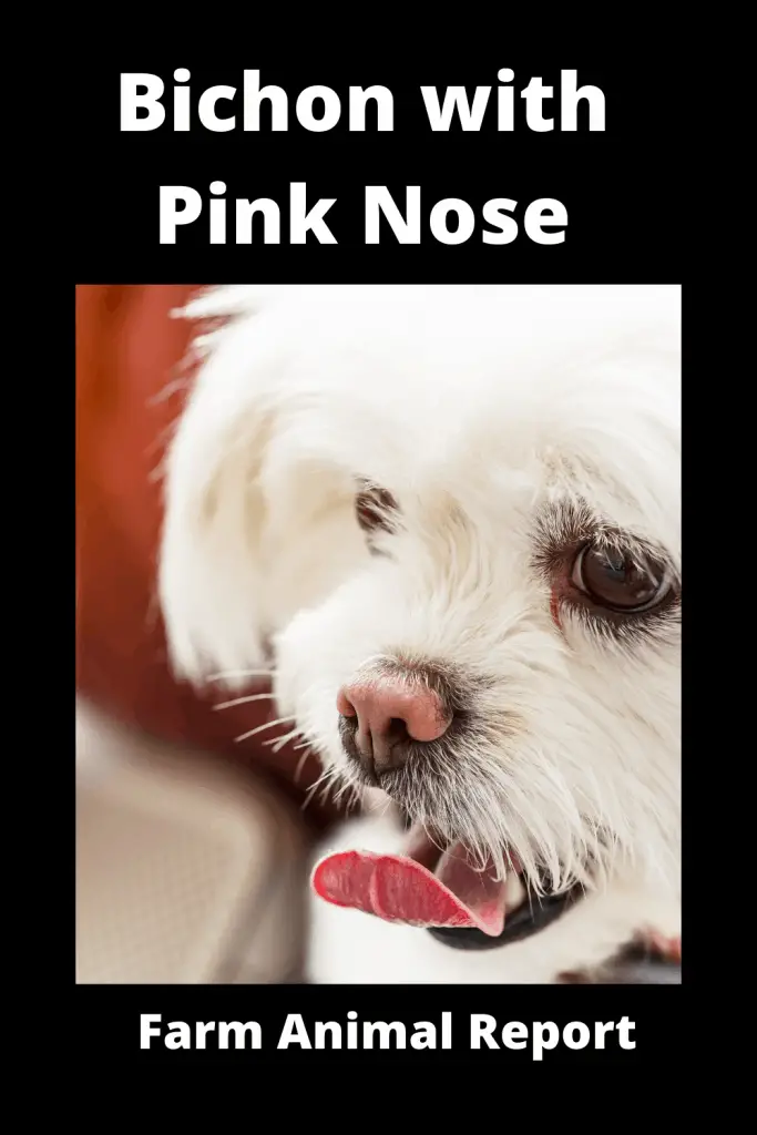 Bichon with Pink Nose - Pigment Loss 4