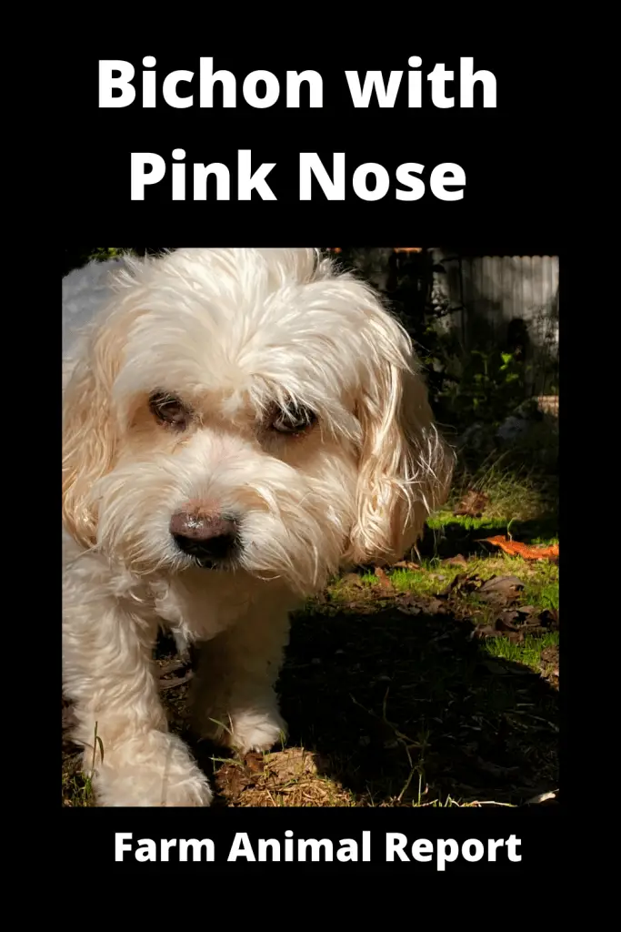 Bichon with Pink Nose - Pigment Loss 1
