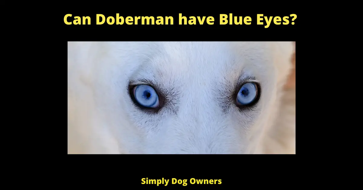 Can Doberman have Blue Eyes?