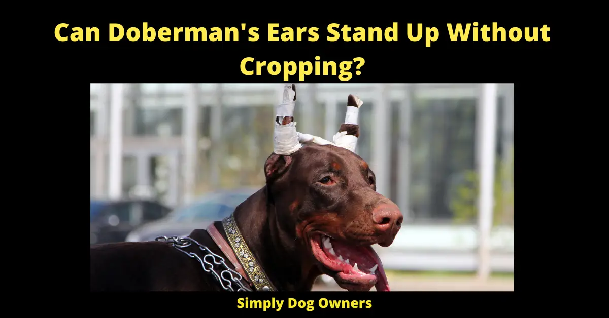 Can Doberman's Ears Stand Up Without Cropping?