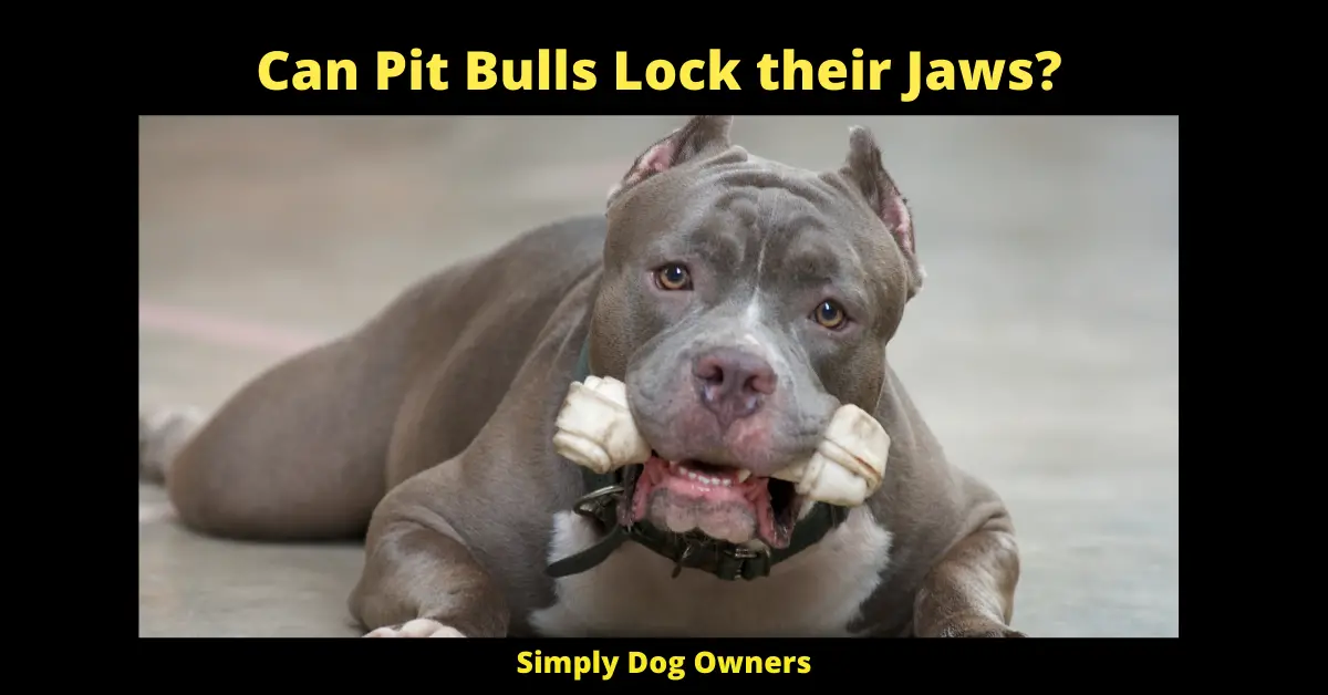 Can Pit Bulls Lock their Jaws?