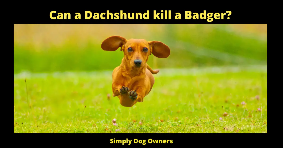 Can a Dachshund kill a Badger?
