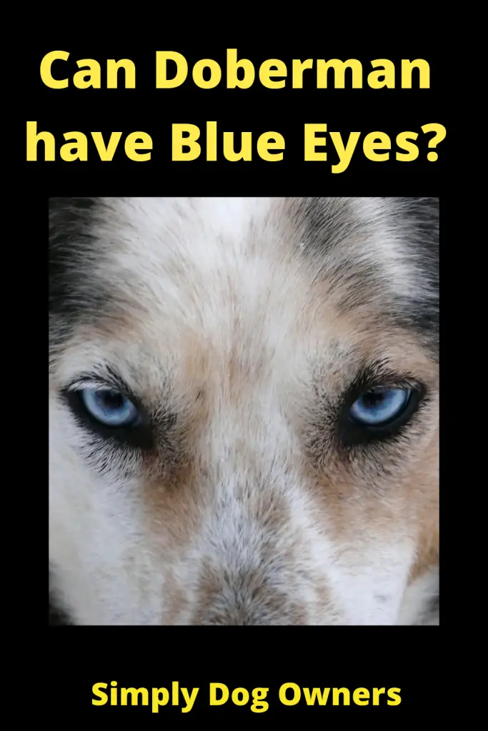 Doberman with Blue Eyes?(WATCH VIDEO) 2