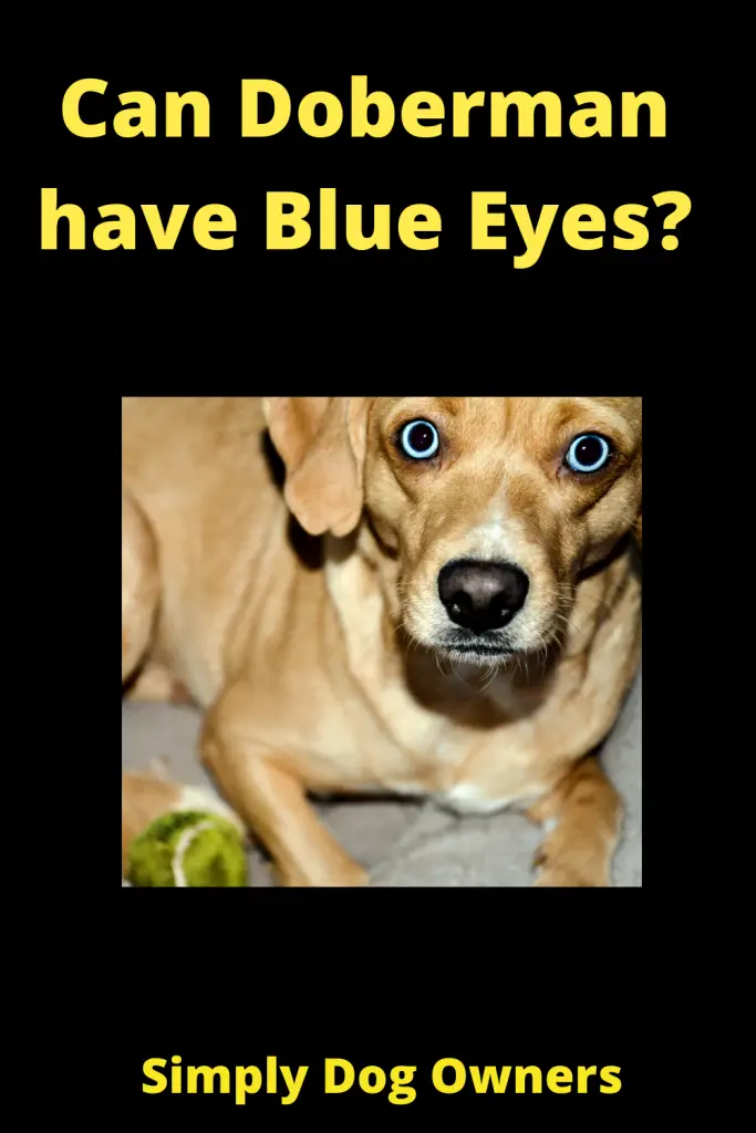 Doberman with Blue Eyes?(WATCH VIDEO) 3