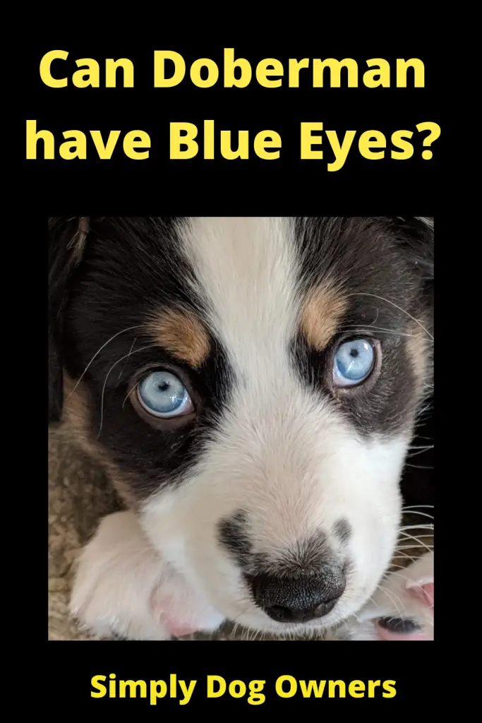 Doberman with Blue Eyes?(WATCH VIDEO) 4