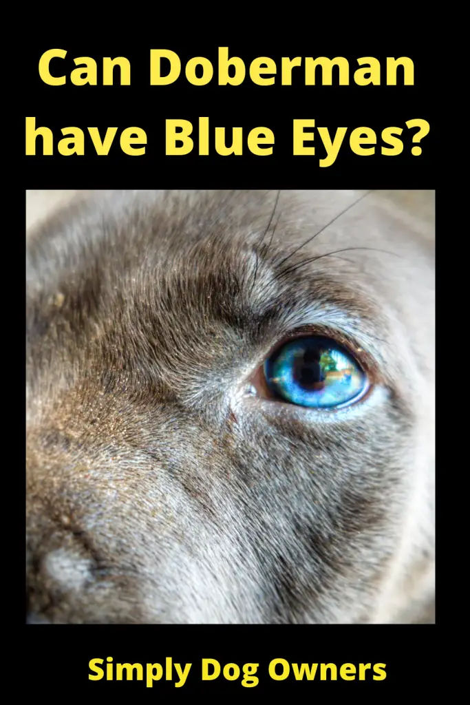 Doberman with Blue Eyes?(WATCH VIDEO) 1