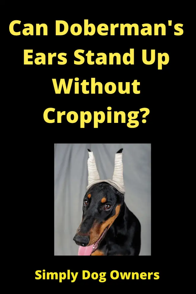 Doberman without Clipped Ears - Can Doberman's Ears Stand Up Without Cropping? 3