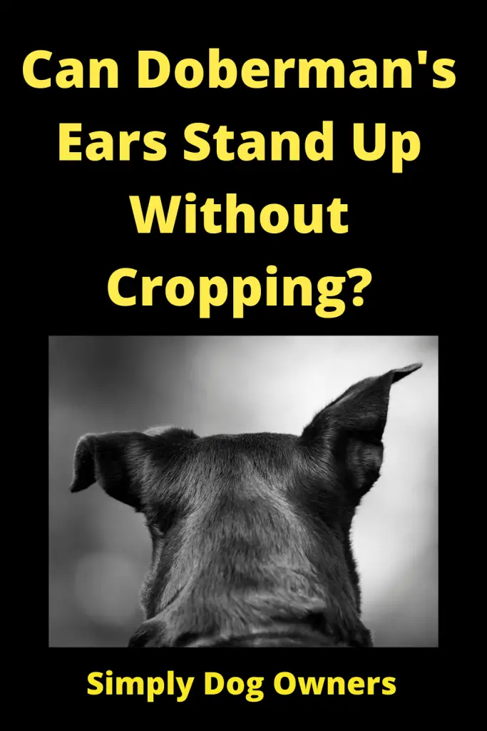 Doberman without Clipped Ears - Can Doberman's Ears Stand Up Without Cropping? 4