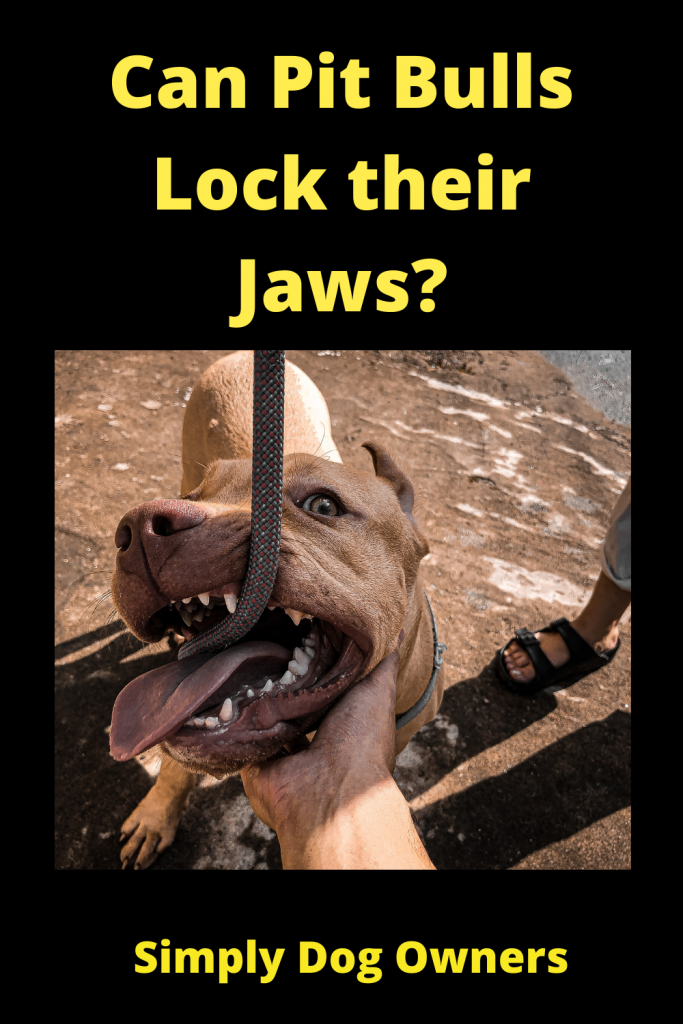 Can Pit Bulls Lock their Jaws? 2