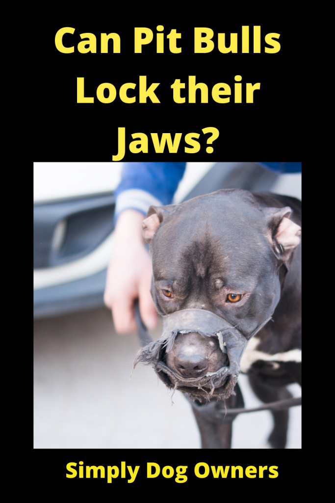 Can Pit Bulls Lock their Jaws? 1