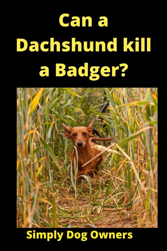 Can a Dachshund kill a Badger? (Dachshund Hunting Badger) 2