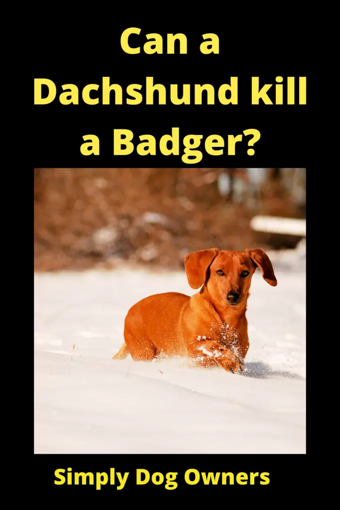 Can a Dachshund kill a Badger? (Dachshund Hunting Badger) 3