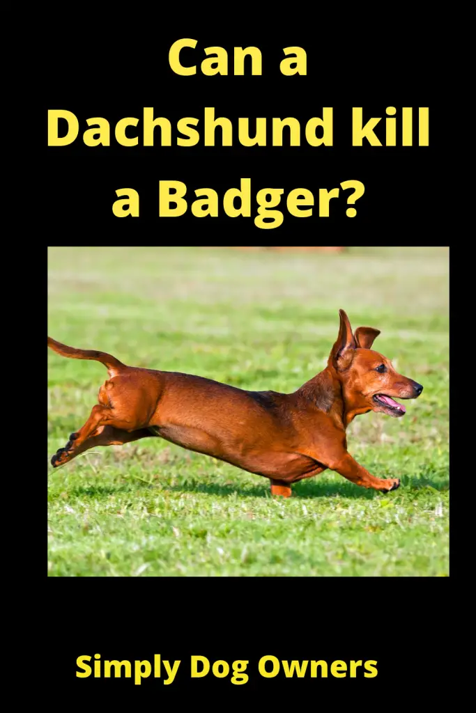 Can a Dachshund kill a Badger? (Dachshund Hunting Badger) 4