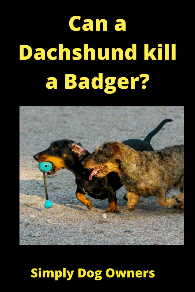 Can a Dachshund kill a Badger? (Dachshund Hunting Badger) 1