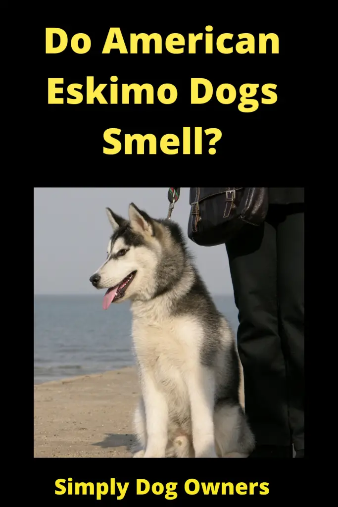 Do American Eskimo Dogs Smell? 2
