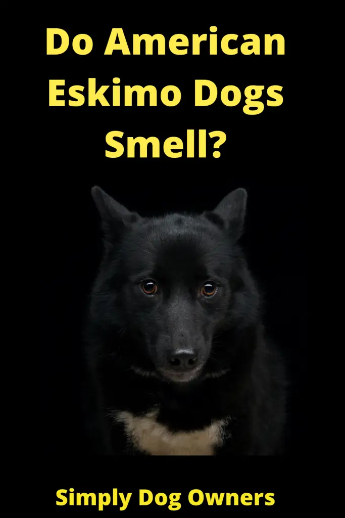 Do American Eskimo Dogs Smell? 3