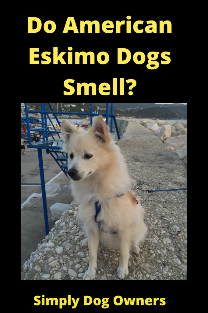 Do American Eskimo Dogs Smell? 4
