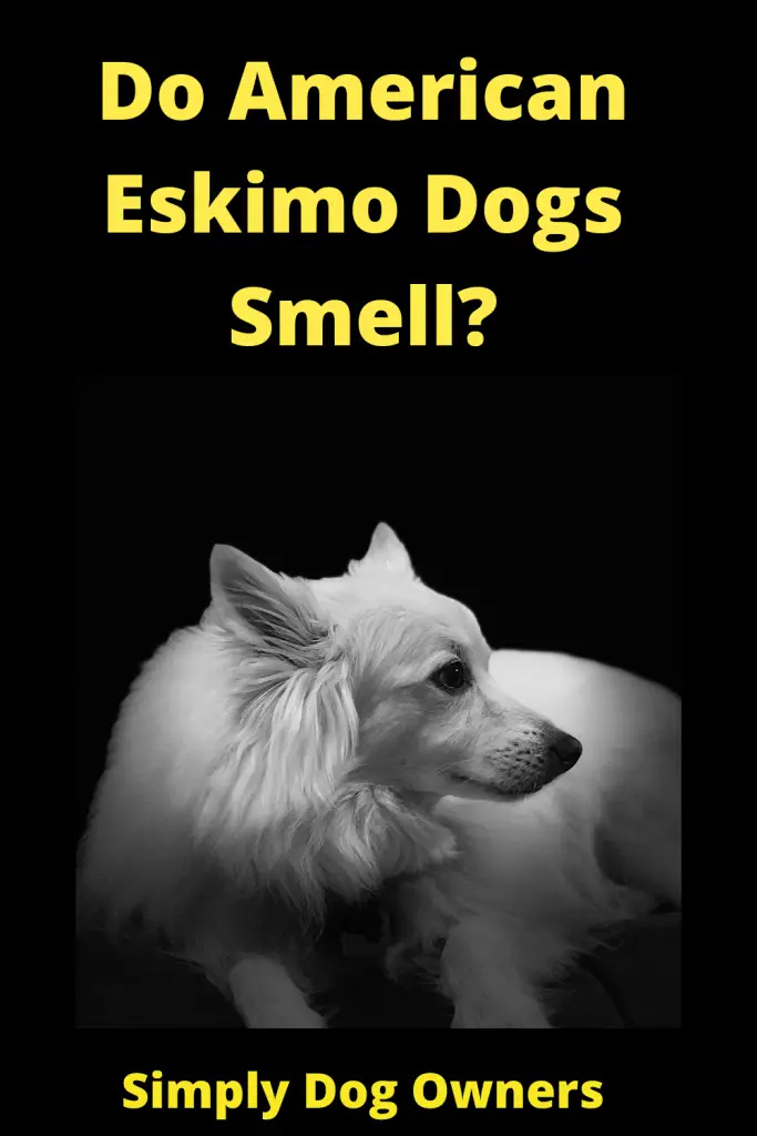 Do American Eskimo Dogs Smell? 1