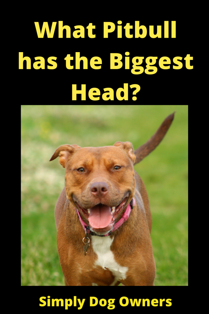What Pitbull has the Biggest Head? 2